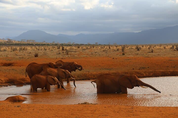 5-Day Safari: Tsavo East & West with Salt Lick from Mombasa photo 1