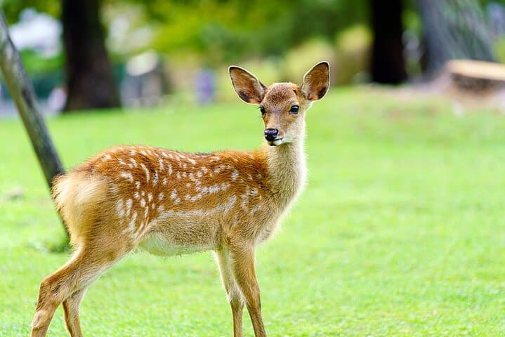 Nara Deer Park, Uji Matcha & Hot Spring Day Tour from Osaka — Feed Deer, Taste Matcha, Soak in an Onsen photo 3