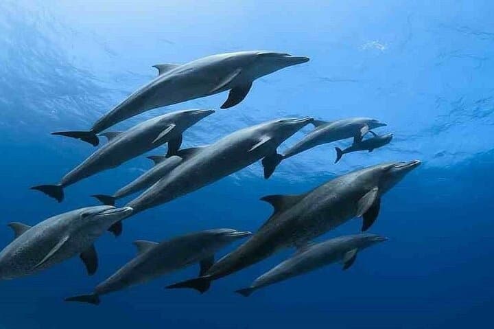 Snorkel with Dolphins at Dolphin House — Hurghada Yacht Trip photo 2