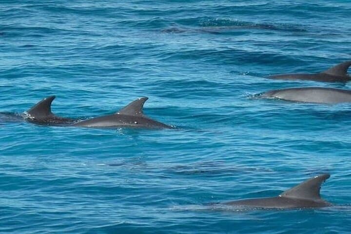 Snorkel with Dolphins at Dolphin House — Hurghada Yacht Trip photo 3