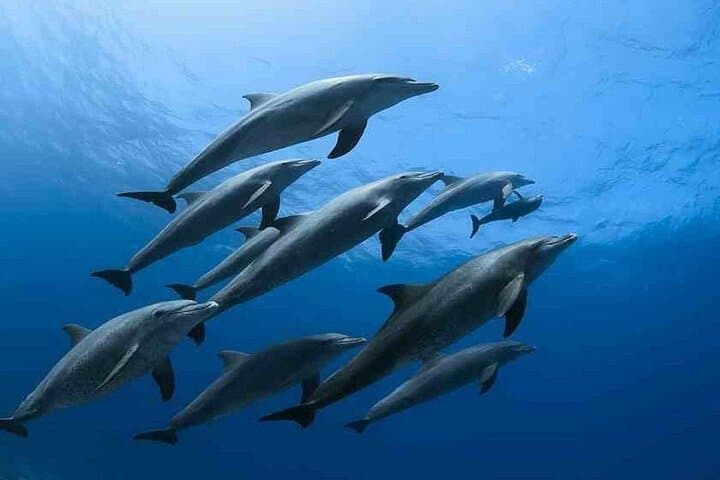 Snorkel with Dolphins at Dolphin House — Hurghada Yacht Trip photo 4
