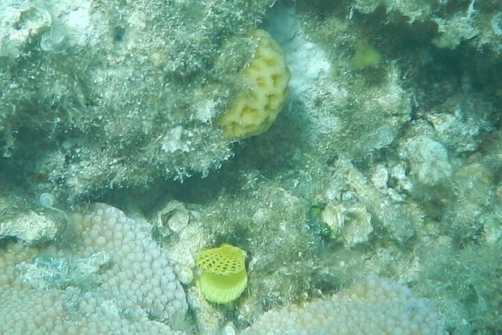Snorkel with Dolphins at Dolphin House — Hurghada Yacht Trip photo 5