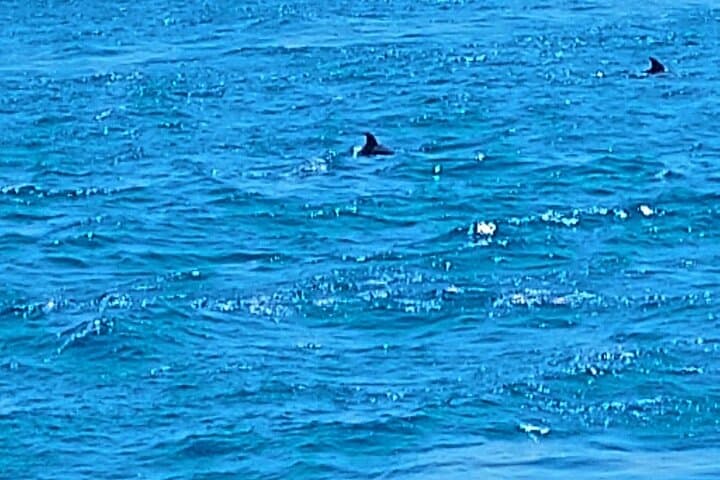 Snorkel with Dolphins at Dolphin House — Hurghada Yacht Trip photo 6