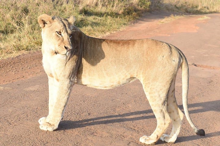 4-Day Masai Mara Jeep Safari: Big Five, River Crossings & Tented Camps photo 1