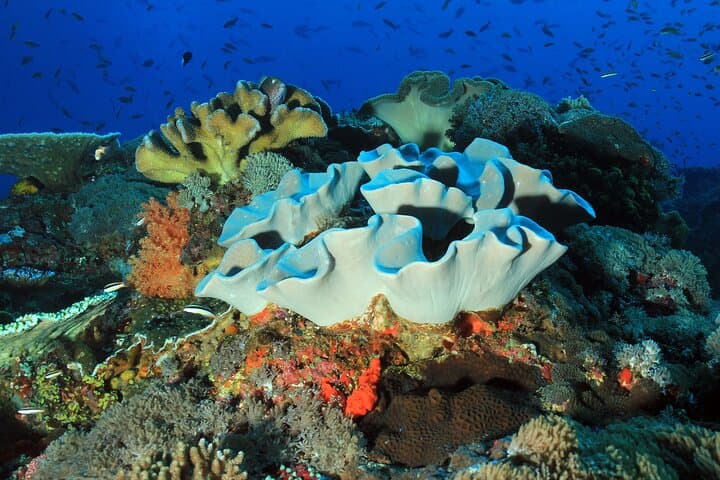 Nusa Penida Snorkeling: Manta Point, Gamat Bay & Wall Bay Day Trip from Bali photo 2