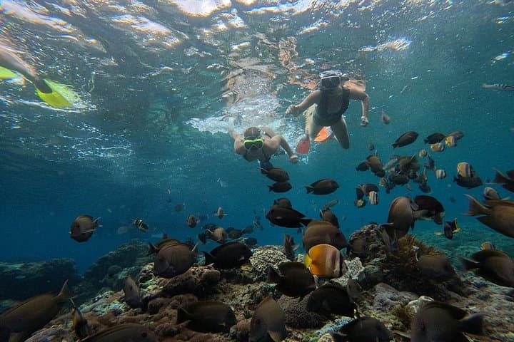 Snorkel with Manta Rays — Lembongan Manta Bay, Crystal Bay & Mangrove Point photo 3