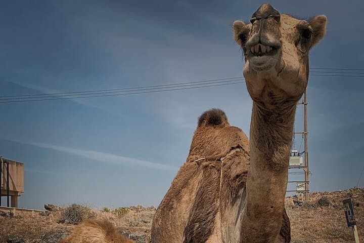 East Salalah Full-Day Tour: Wadi Darbat, Jabal Samhan, Baobabs & Heritage photo 2