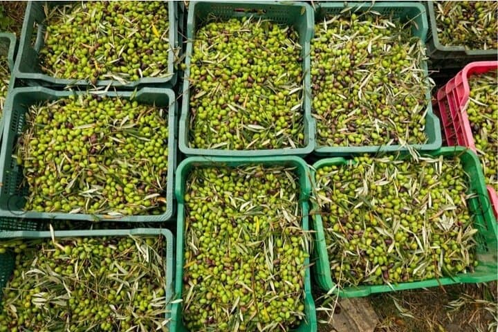 Half-Day Olive Oil Experience in Valle del Lecrín — Private Tour from Granada photo 4