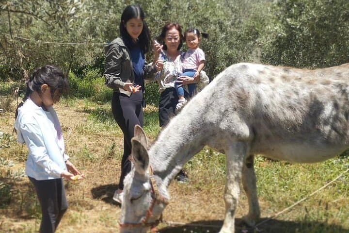 Half-Day Olive Oil Experience in Valle del Lecrín — Private Tour from Granada photo 6