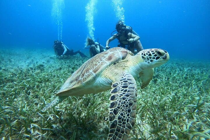 Intro Scuba Dive at Chankanaab Park, Cozumel: One‑Tank Beginner Dive