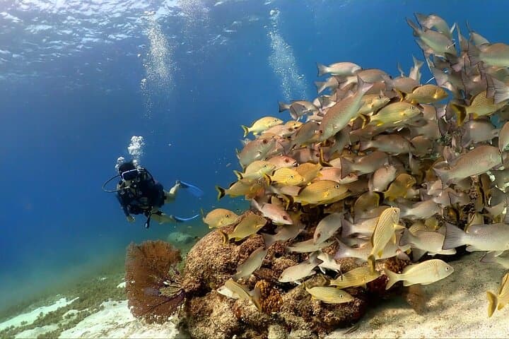 Intro Scuba Dive at Chankanaab Park, Cozumel: One‑Tank Beginner Dive photo 3