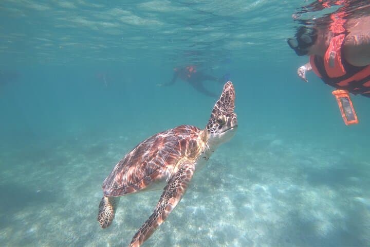 Akumal Guided Snorkeling with Green Turtles and Coral Reefs
