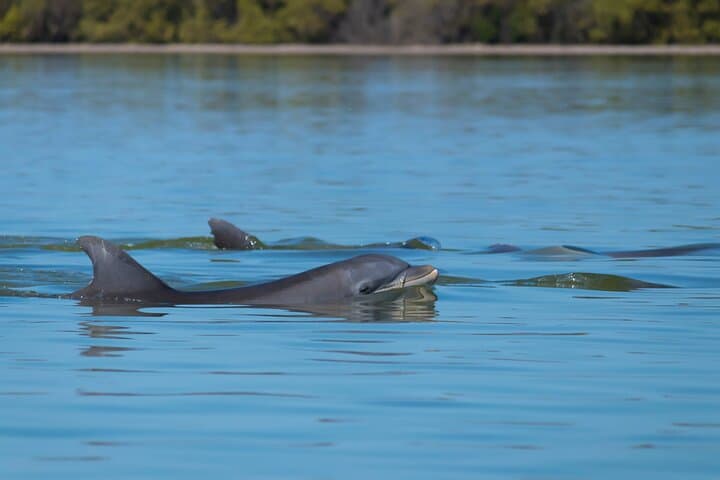 Palmetto Bluff May River Kayak Tour — 2-Hour Guided Salt Marsh Paddle photo 5