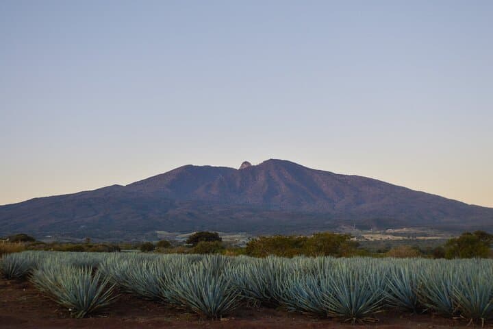 Day Trip to Tequila: José Cuervo Distillery, Agave Fields & Tasting from Puerto Vallarta photo 4