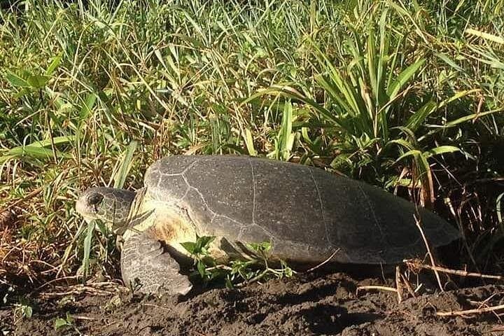Tortuguero Turtle Nesting Night Tour — Guided Green Turtle Watching in Costa Rica photo 6