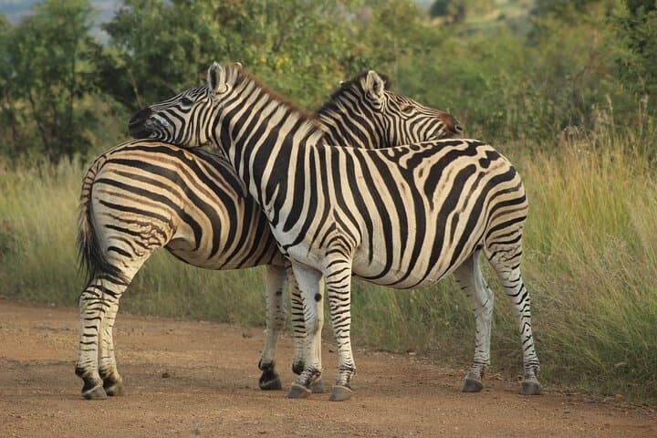 Kruger In-Depth Safari: 6-Day Glamping & Wilderness Experience photo 4