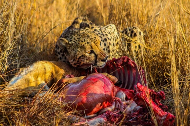 Kruger In-Depth Safari: 6-Day Glamping & Wilderness Experience photo 5
