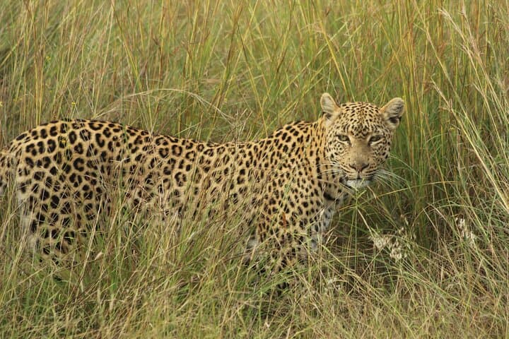 Kruger In-Depth Safari: 6-Day Glamping & Wilderness Experience photo 6