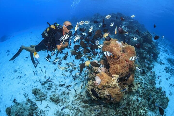 Tahiti Scuba Baptism: Beginner Diving in Turquoise Waters photo 2