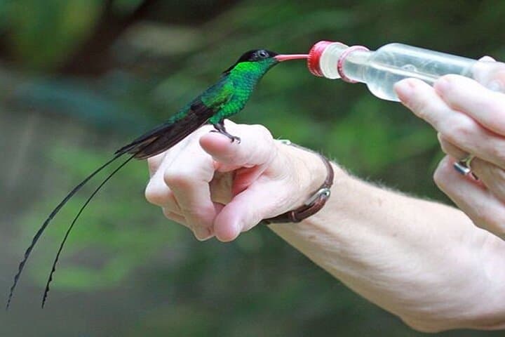 Rockland Bird Sanctuary Hummingbird Feeding & Montego Bay Panorama (Private Tour) photo 1