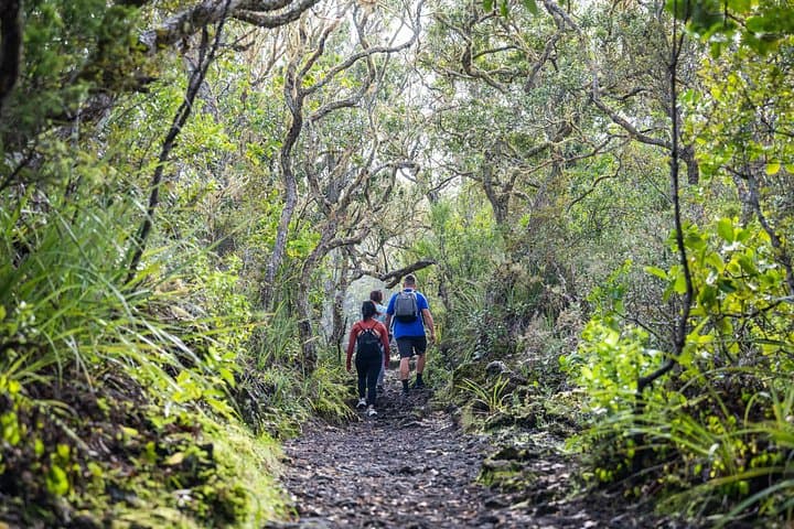 Auckland to Rangitoto Island Ferry — Volcanic Summit Walk & Lava Caves photo 4