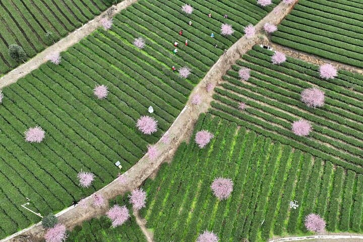 Chengdu to Leshan: Panda Base Morning and Giant Buddha Day Tour photo 2
