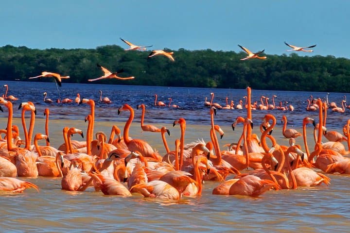 Celestún Flamingo Boat Tour and Beach Club — Day Trip from Mérida photo 1
