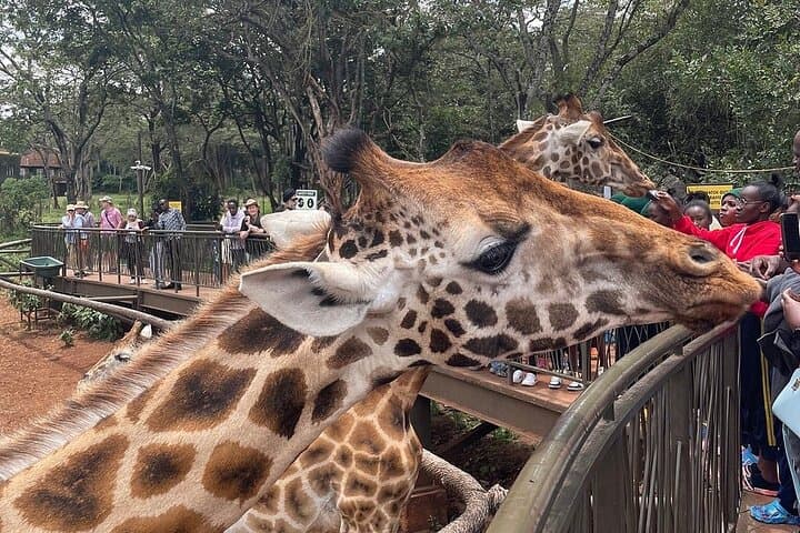 Exploring Nairobi’s Urban Wilds: Giraffe Center and National Park Adventure photo 4