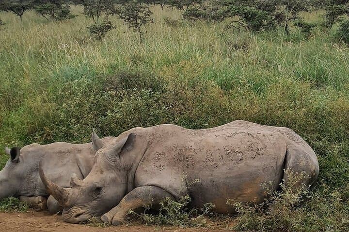 Exploring Nairobi’s Urban Wilds: Giraffe Center and National Park Adventure photo 5