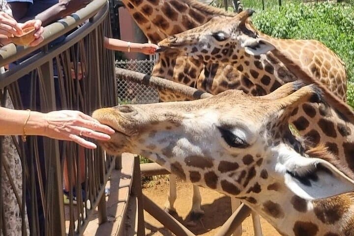 Exploring Nairobi’s Urban Wilds: Giraffe Center and National Park Adventure photo 6