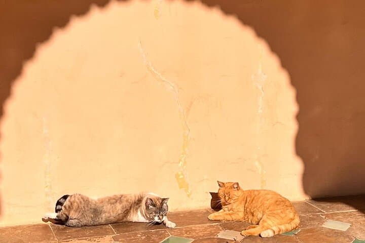Alhambra & Granada Private Day Trip from Seville: Nasrid Palaces, Generalife & Alcazaba photo 4