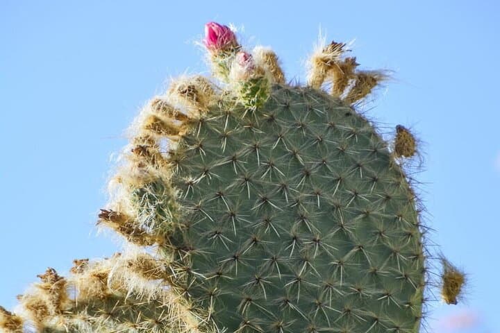 Private Anima Garden & Berber Lunch in Ourika Valley — Day Tour from Marrakech photo 6