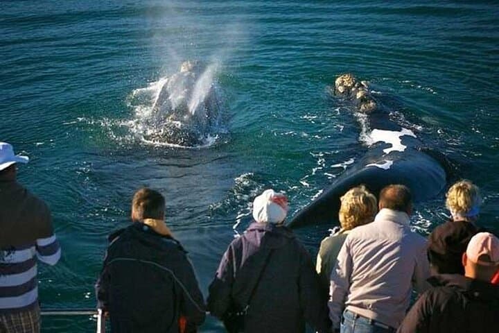 Hermanus Whale Watching Full-Day Private Tour from Cape Town