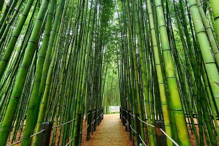 Ulsan Day Trip: Amethyst Caves, Taehwagang Bamboo Forest & Daewangam Coast photo 5