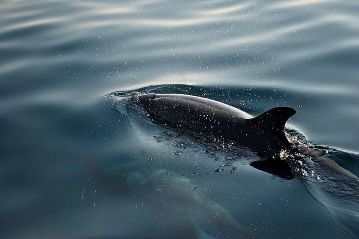 Dolphin Safari and Sunset Cruise from Fažana to Brijuni National Park