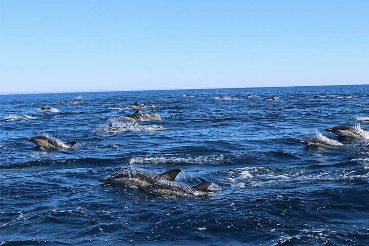 High-Seas Dolphin Quest: 90-Minute RIB Trip from Lagos Marina photo 5