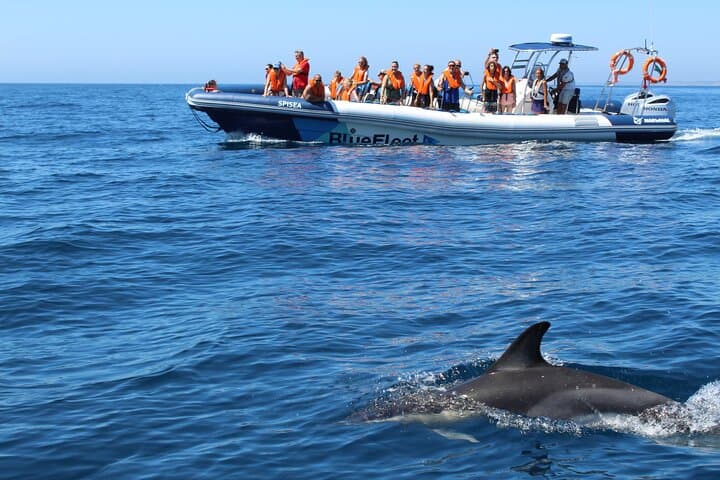 High-Seas Dolphin Quest: 90-Minute RIB Trip from Lagos Marina