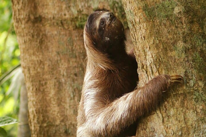 4-Day Guided Jungle Tour from Iquitos: Canoes, Canopy Views & Indigenous Culture photo 4