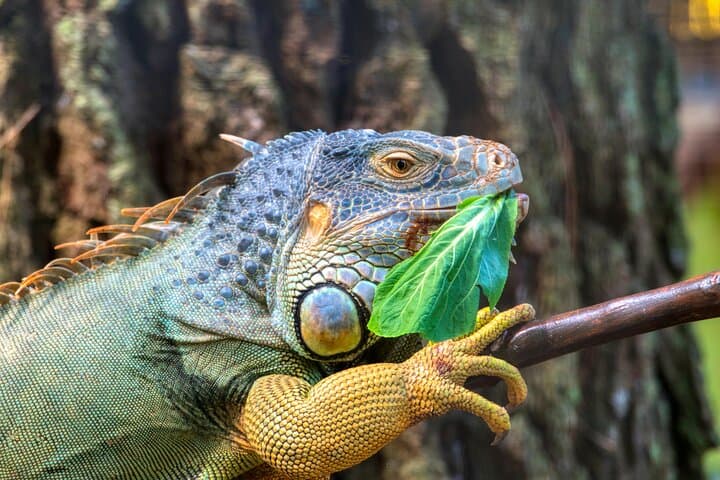 5-Day Amazon Jungle Tour from Iquitos: Wildlife, Canoes & Lodge Stay photo 3