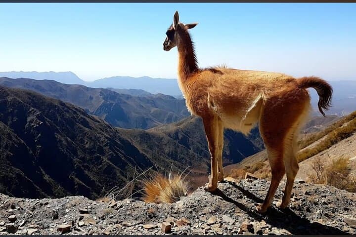 4x4 Tour to Villavicencio & Puente del Inca — Mendoza Mountain Off‑Road