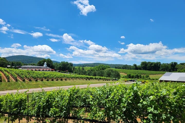 Historic Thomas Jefferson Wine Tour from Charlottesville — 5-Hour Private Winery Drive photo 2