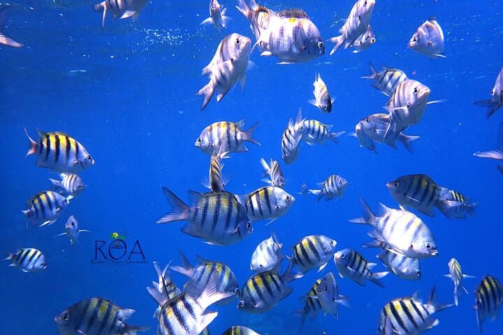 Private Roatan Snorkel Experience on the Mesoamerican Reef photo 2