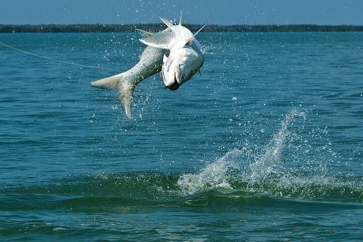 Sarasota Inshore Fishing Charter: Calm Waters and Big Catches in Siesta Key photo 5