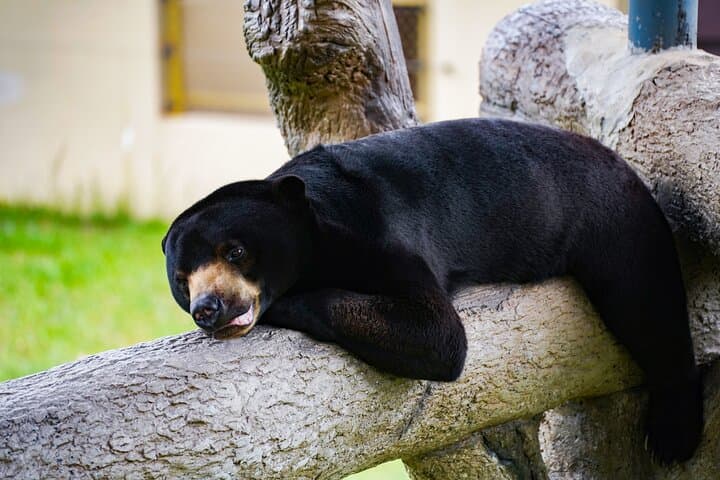 Inside Angkor Wildlife and Aquarium: Full-Day Conservation Experience in Siem Reap photo 3