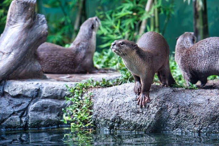 Inside Angkor Wildlife and Aquarium: Full-Day Conservation Experience in Siem Reap photo 6