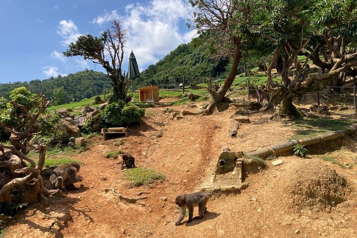 Arashiyama & West Kyoto Walking Tour: Bamboo Forest, Monkey Park, Matcha & Calligraphy photo 5