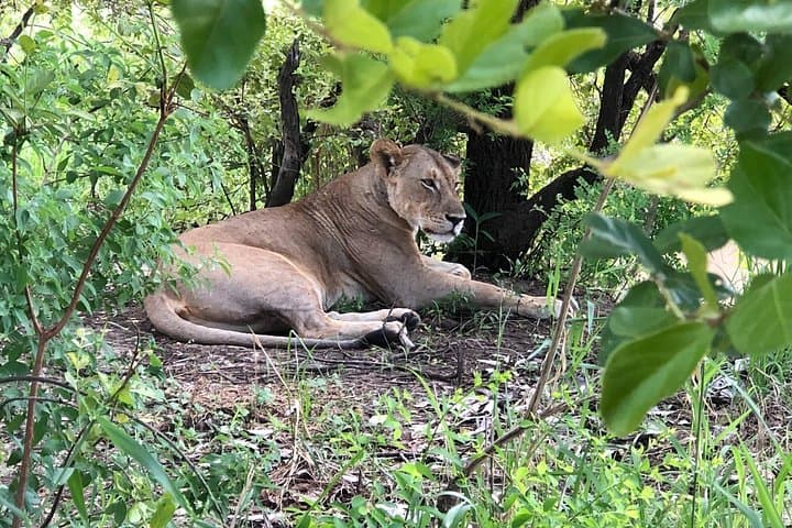 2-Day Mikumi Safari from Zanzibar — Ferry, Train & Classic African Plains photo 1