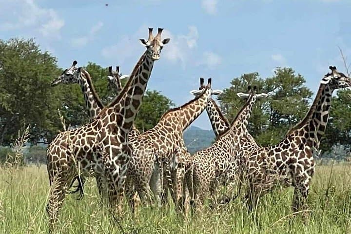 2-Day Mikumi Safari from Zanzibar — Ferry, Train & Classic African Plains photo 2