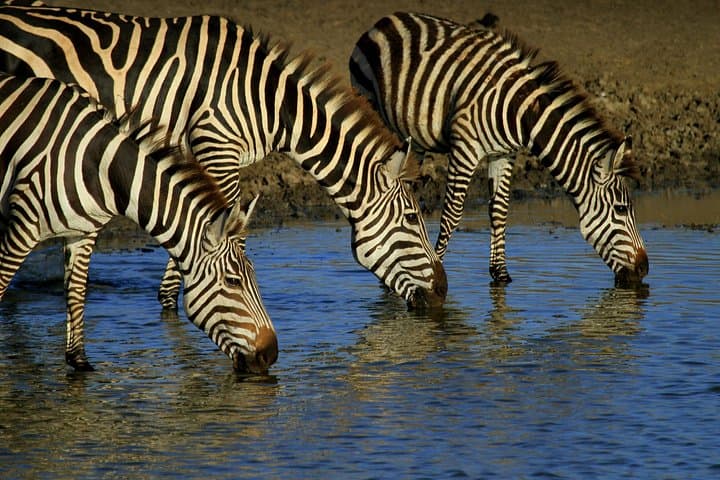 2-Day Mikumi Safari from Zanzibar — Ferry, Train & Classic African Plains photo 4