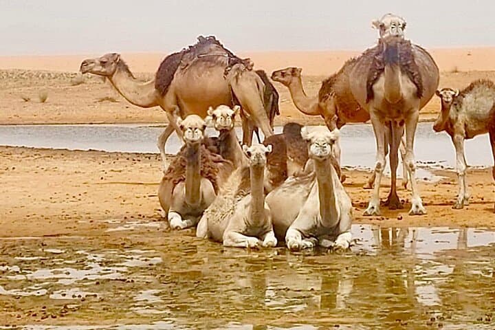 Private 2-Day Tunisian Desert Adventure: Matmata & Ksar Ghilane photo 6